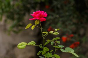 W ogrodzie zawsze jest miejsce dla róż